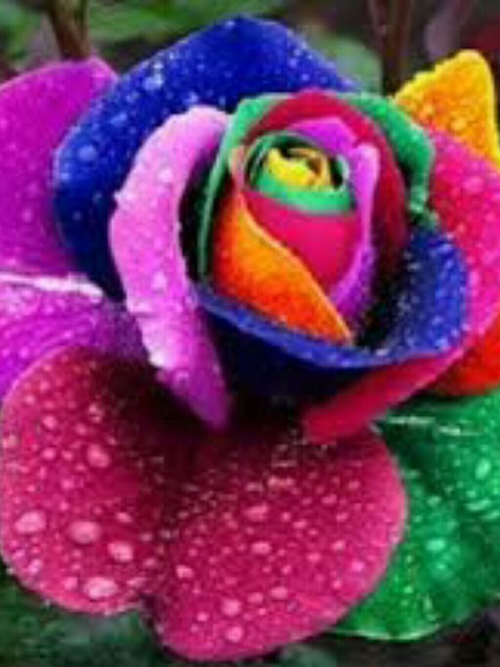 fotografía de una rosa de la mona