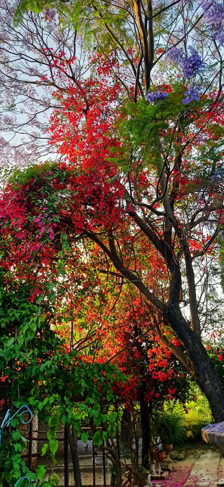 Spring