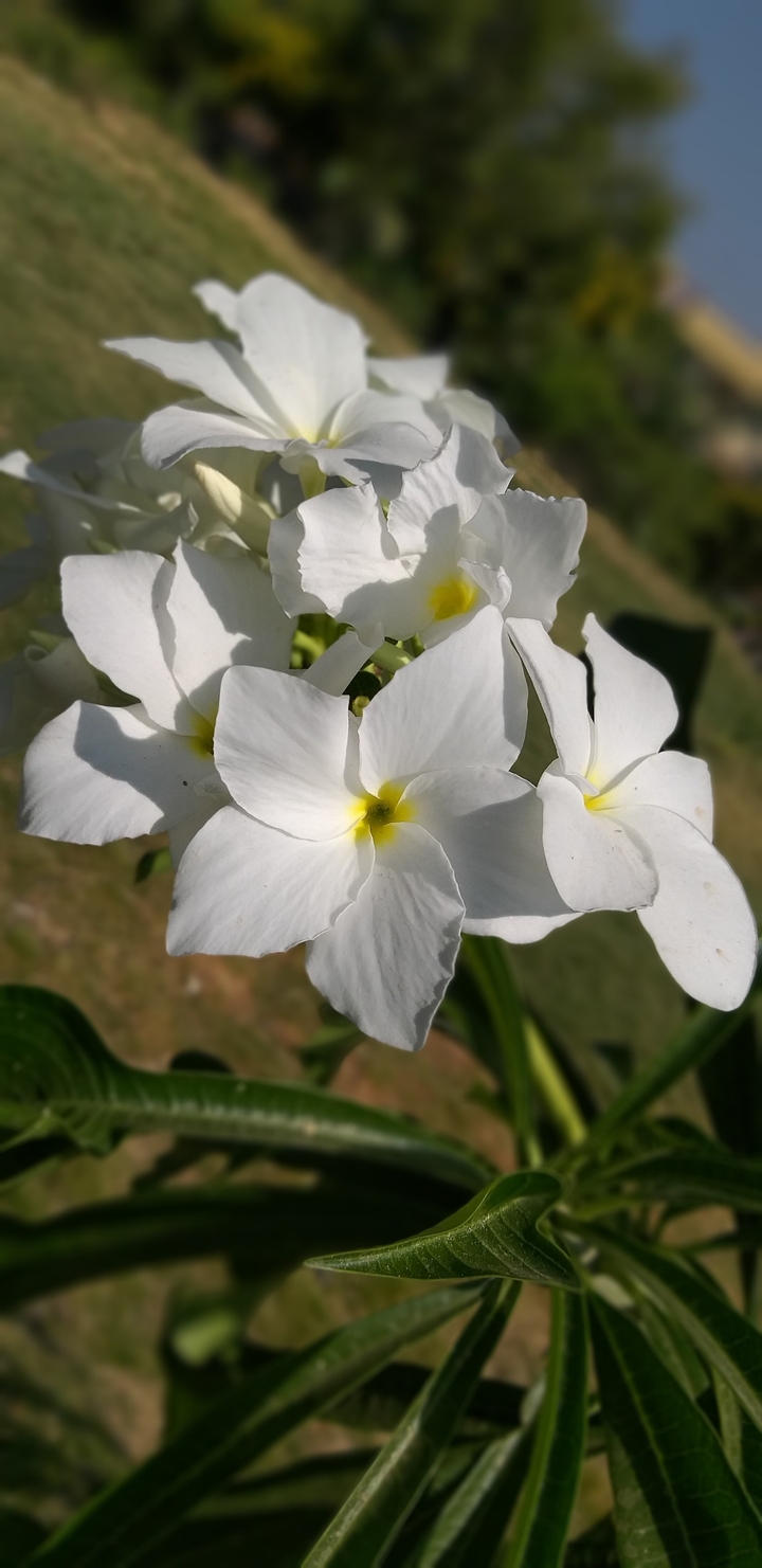 flawer