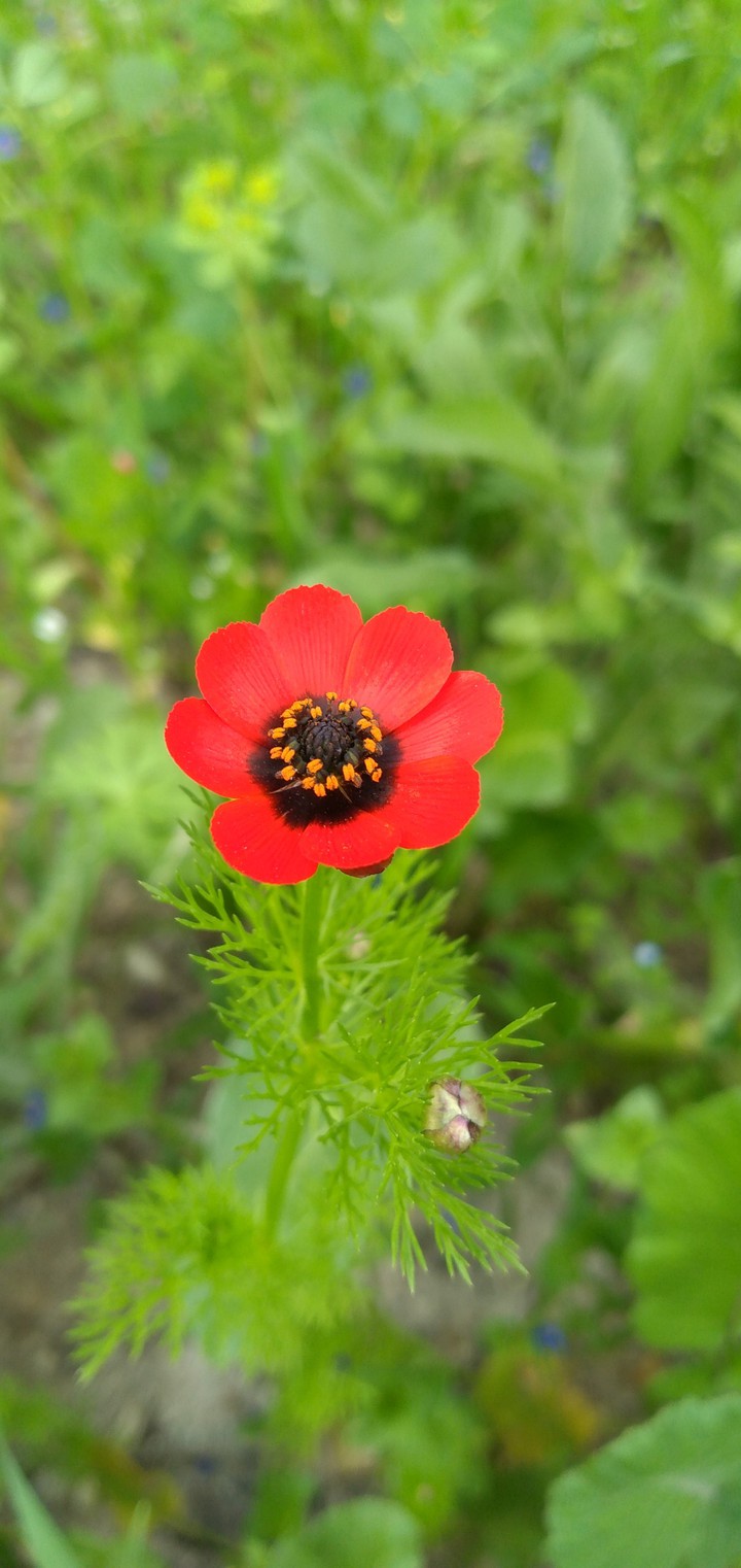 flower