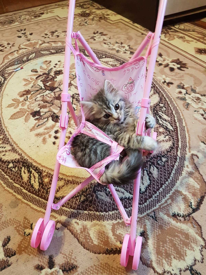 Кошка Мімі в детстве