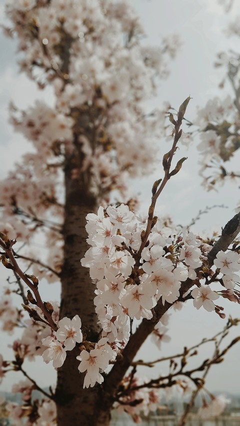 벚꽃