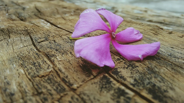 Flower - Flor