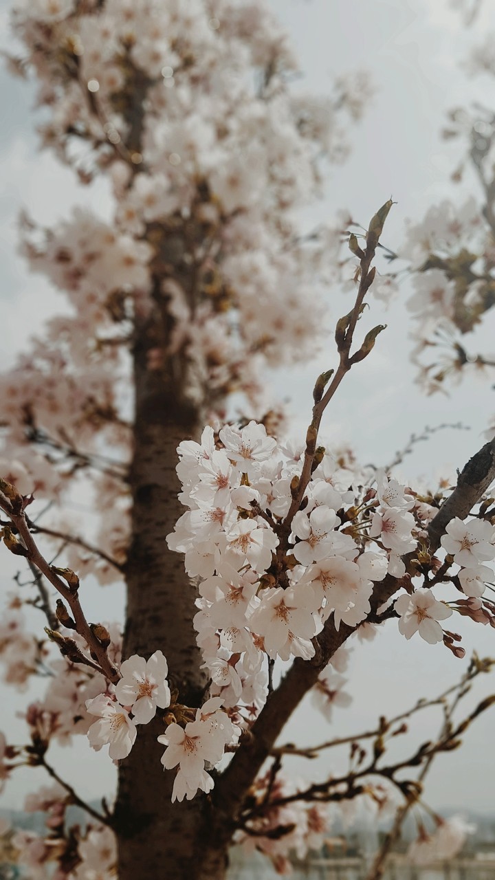 벚꽃
