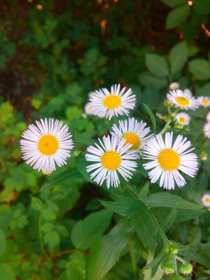 Daisies