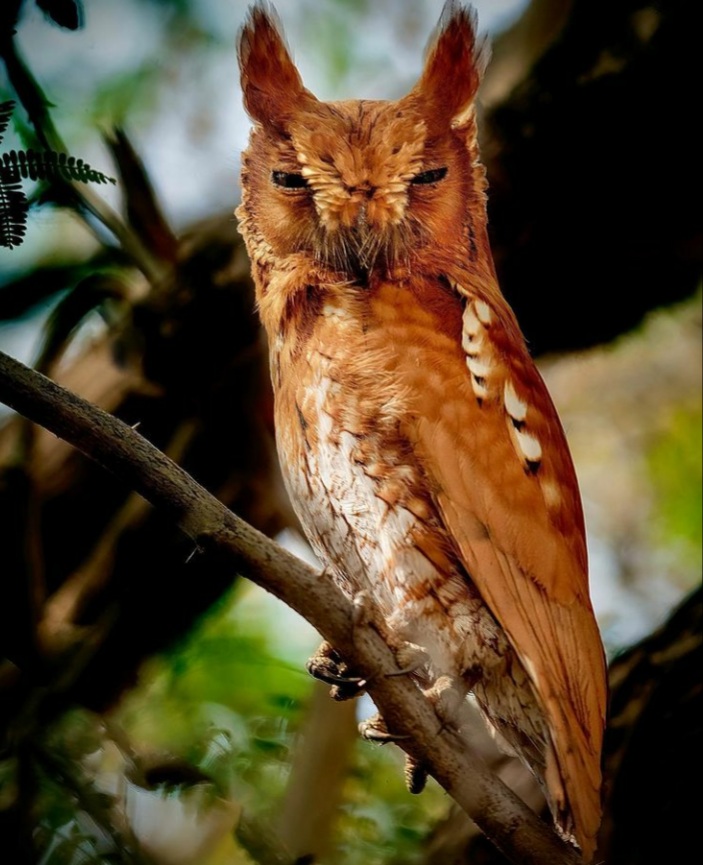sfondi wood, owl