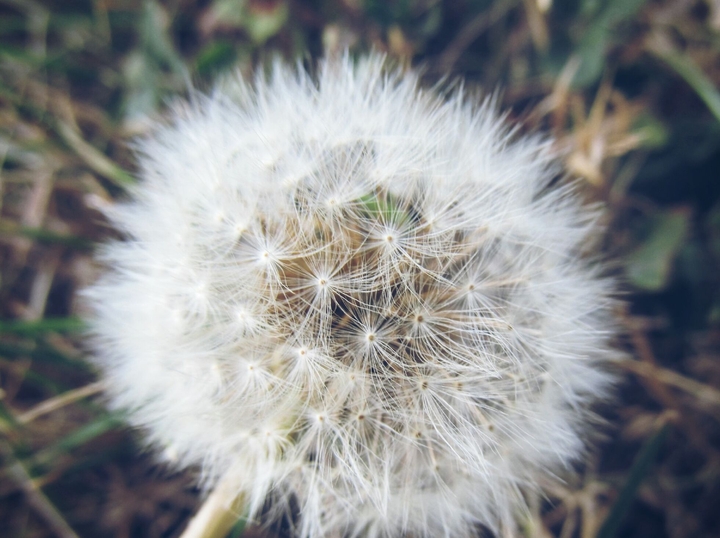 flora