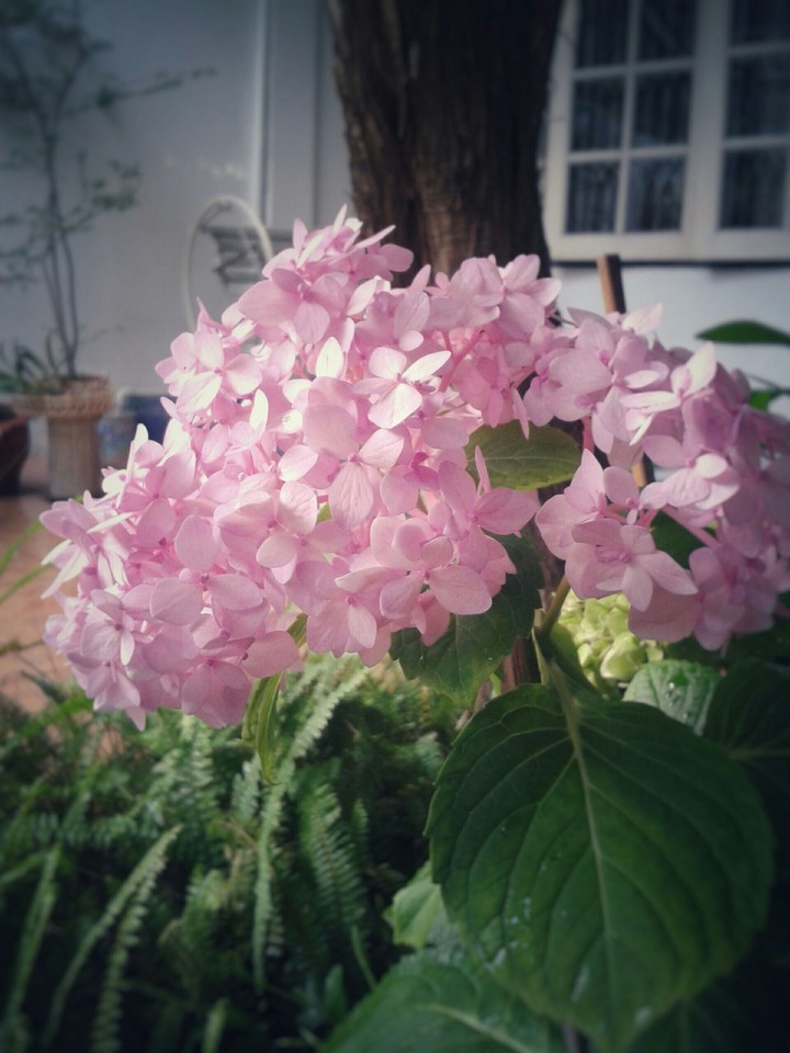 hydrangea