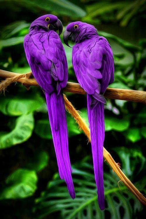 purple couple
