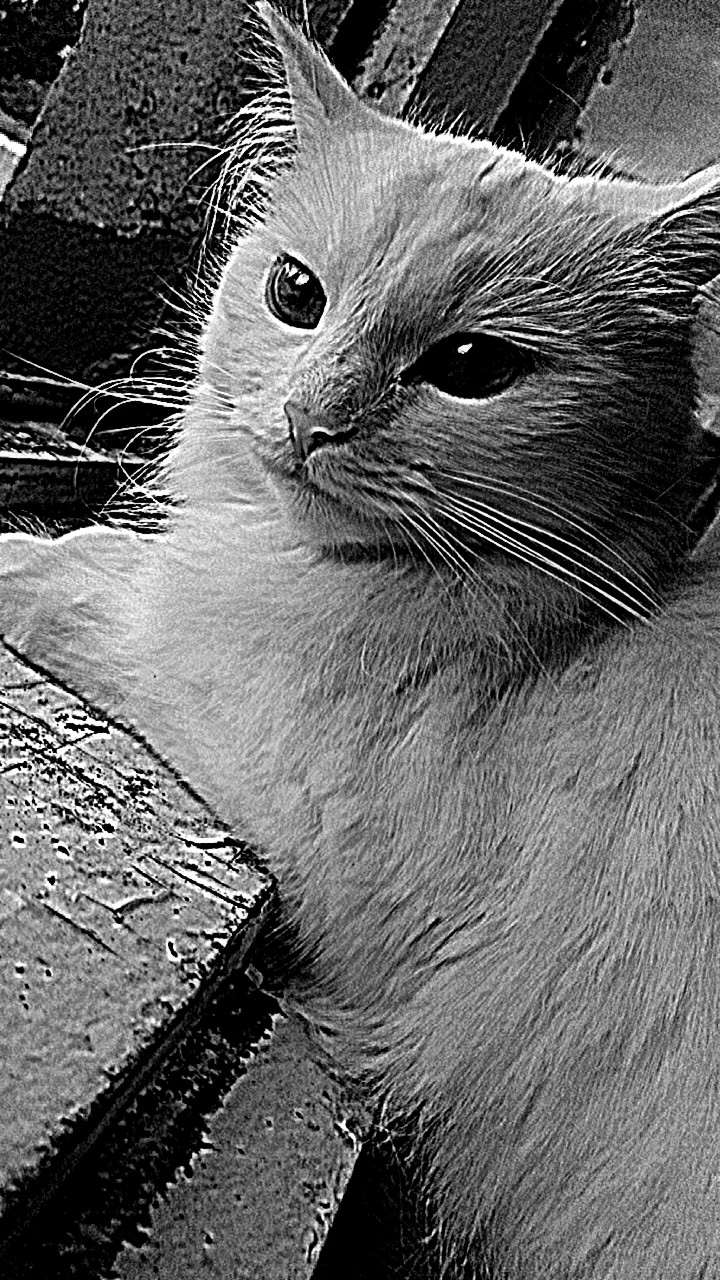 Котейка