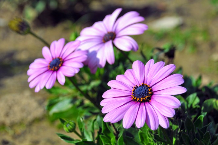 Cape daisy