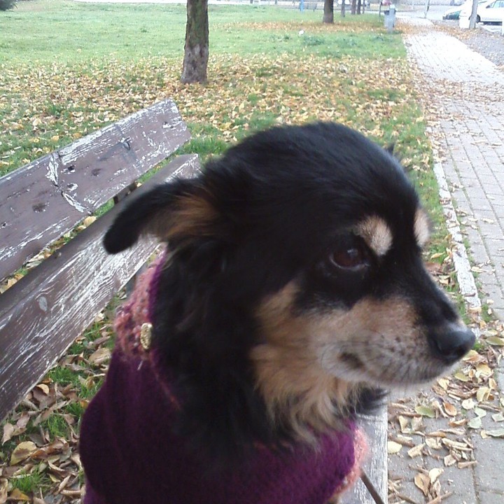 dog