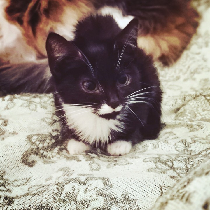 Little fluffy
