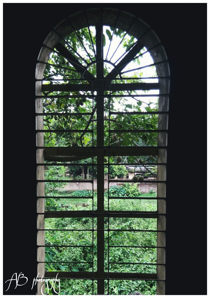 window nature