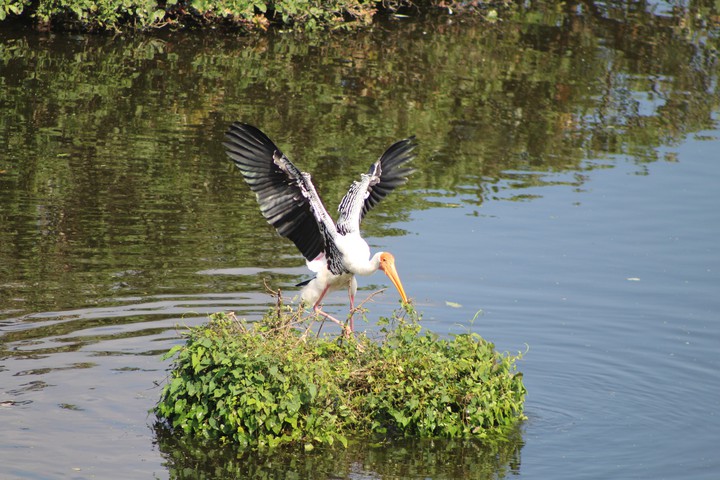 Vedanthangal Birds Sanctuary