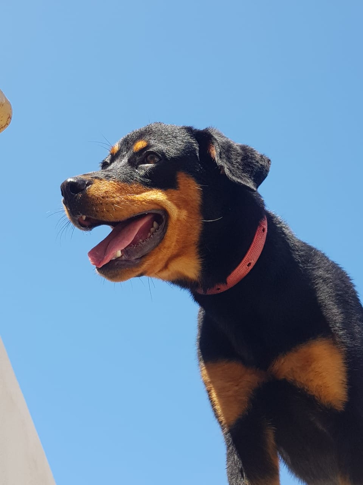 my sweet dog