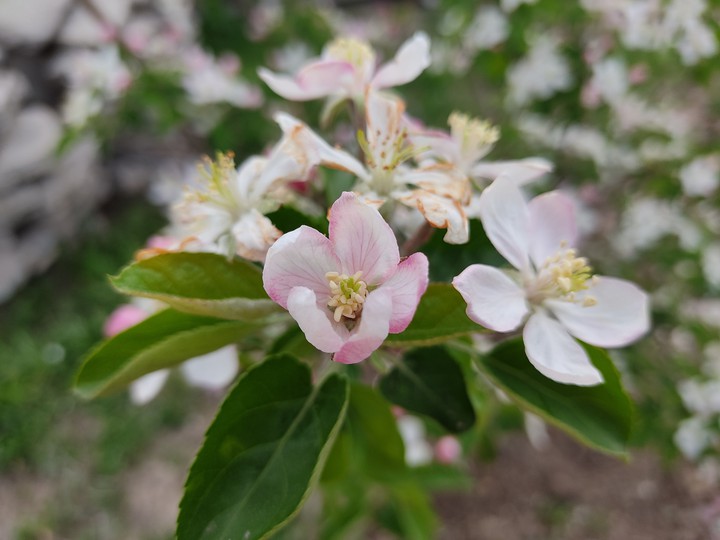 Spring