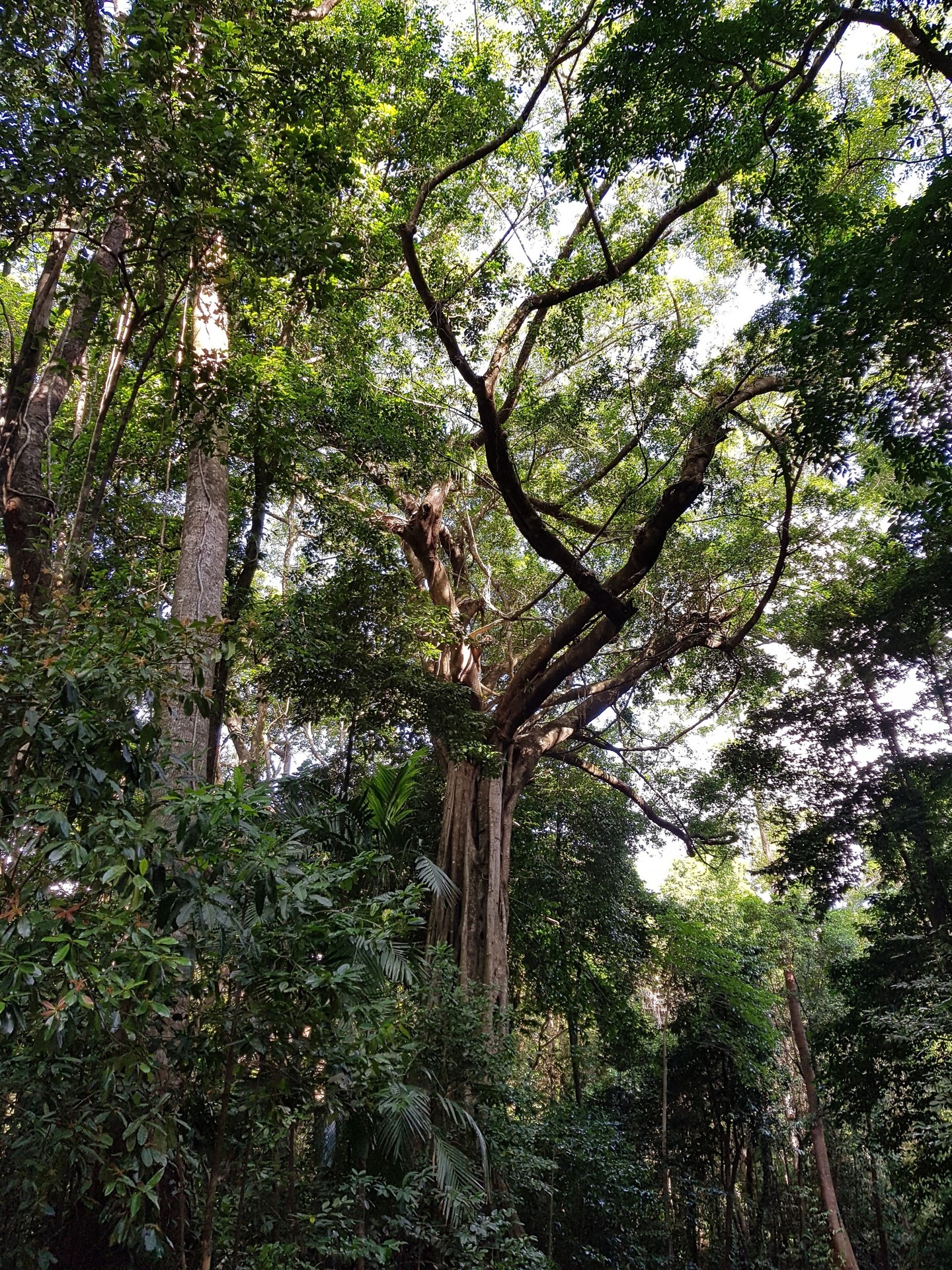 Daintree rainforest, Far North Queensland