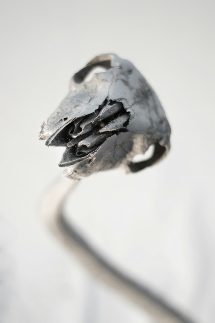 Focused snakebones