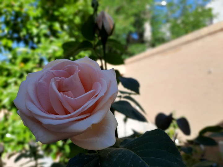my flower