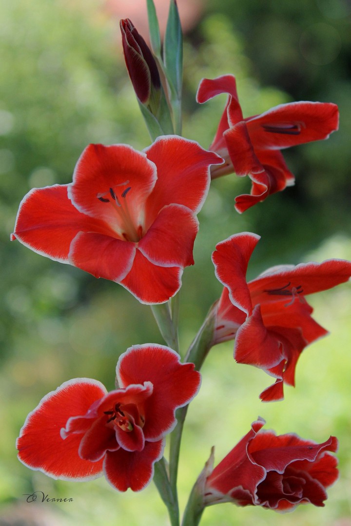 O.V. ❤️ from my garden