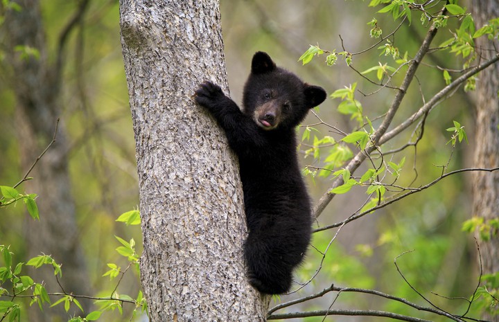 bear