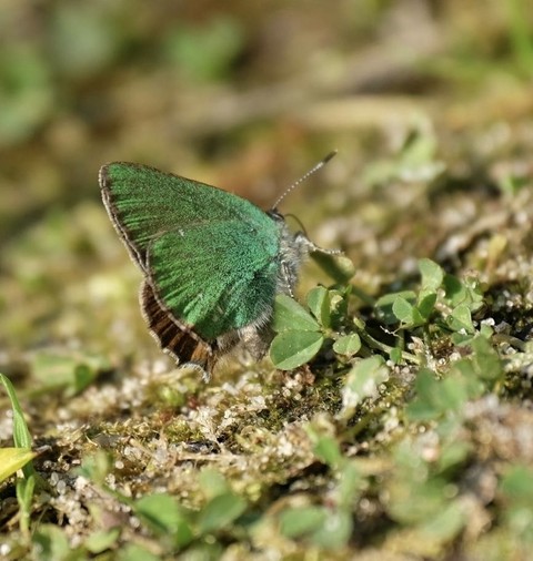 sfondi pollinator, butterfly