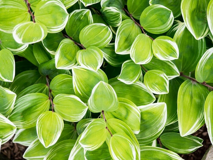 leaves
