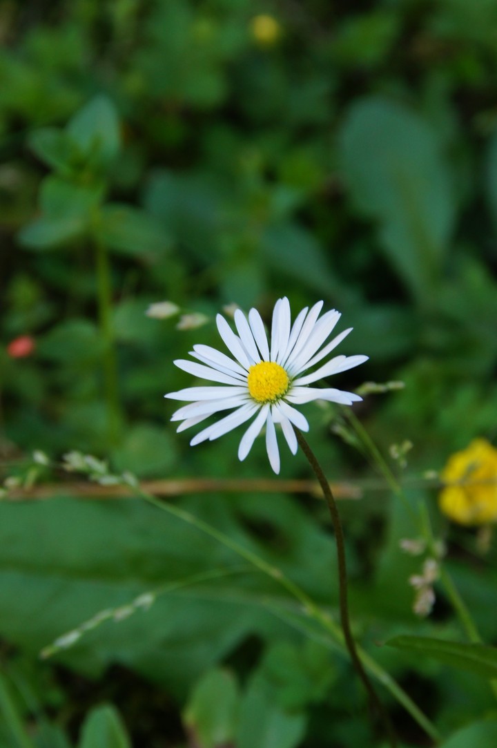 Daisy