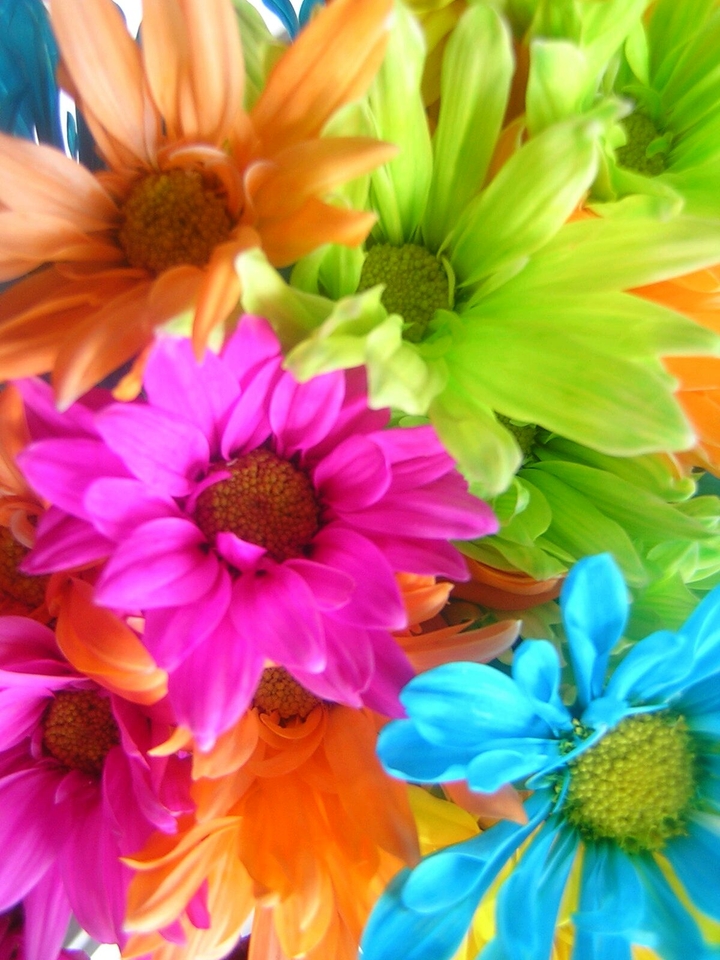colour flowers