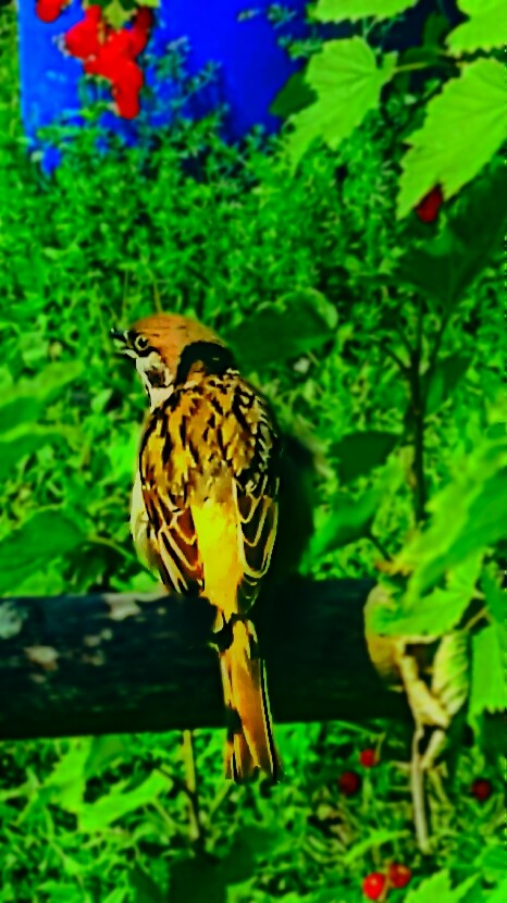 bird