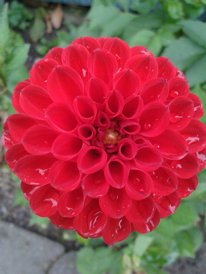 Blume