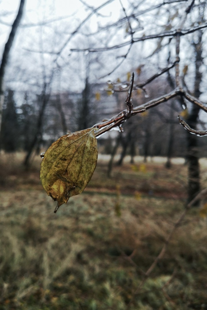 Slight frost in the forest, Ukraine