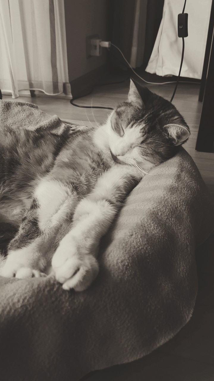 Sleeping cat