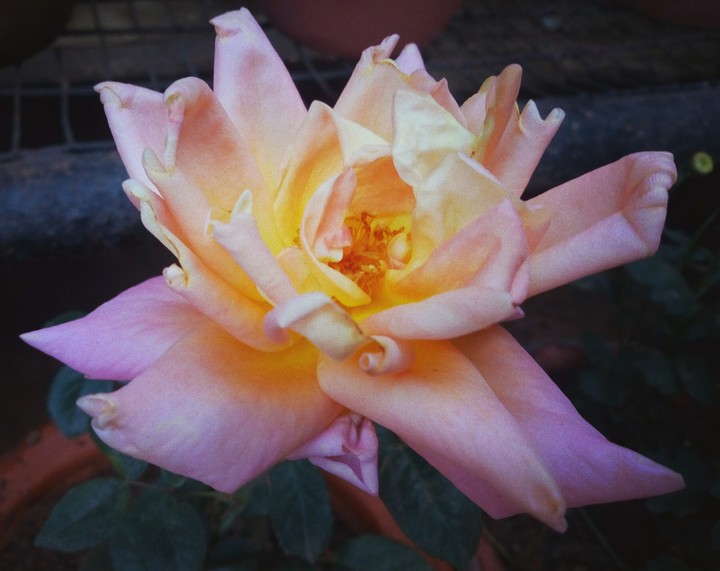 Rose