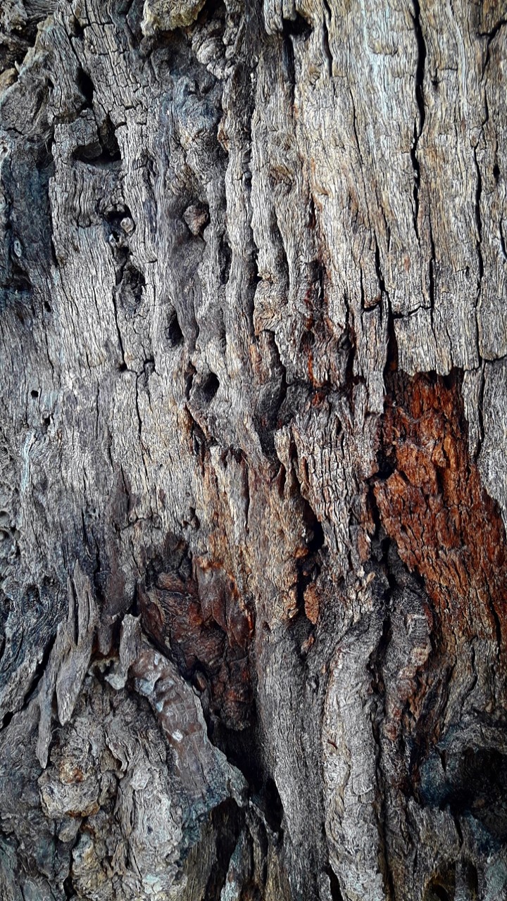 wood