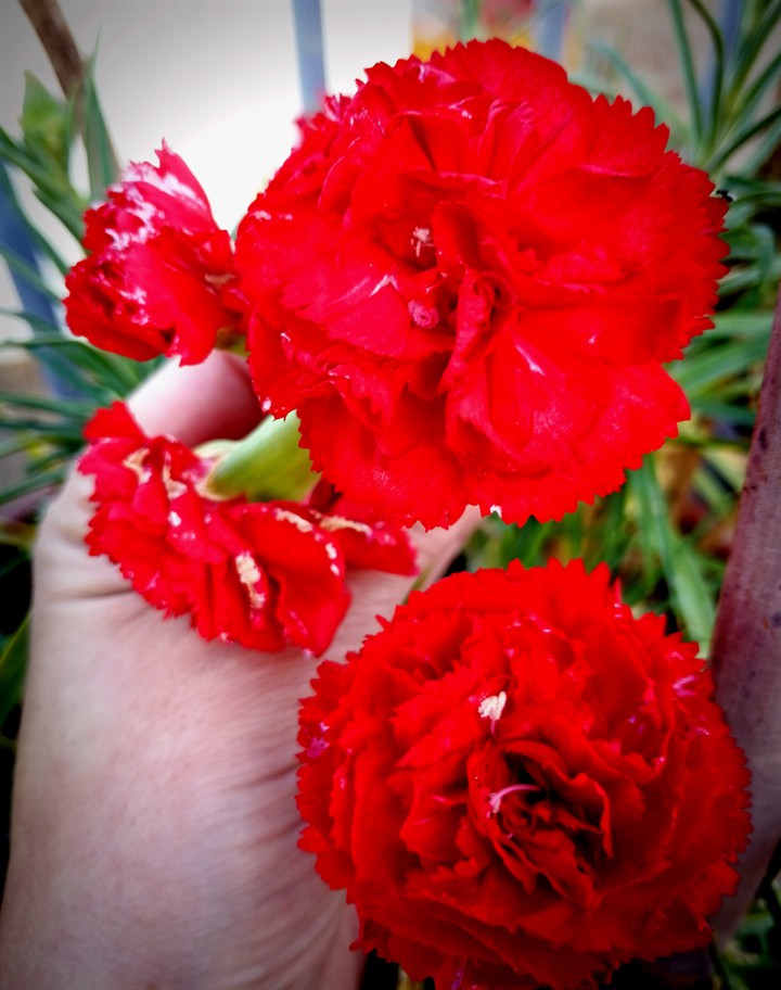 El clavel o clavelina​ (Dianthus caryophyllus)
