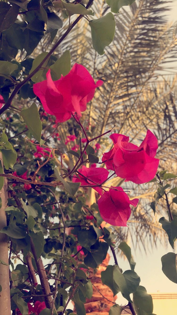 flower