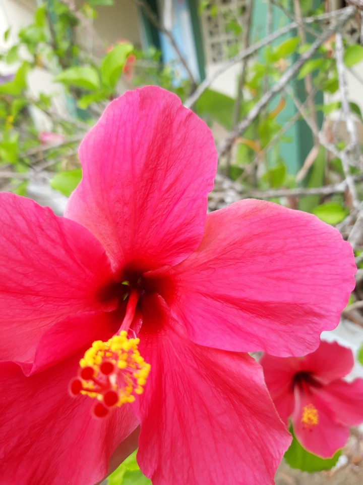 belleza