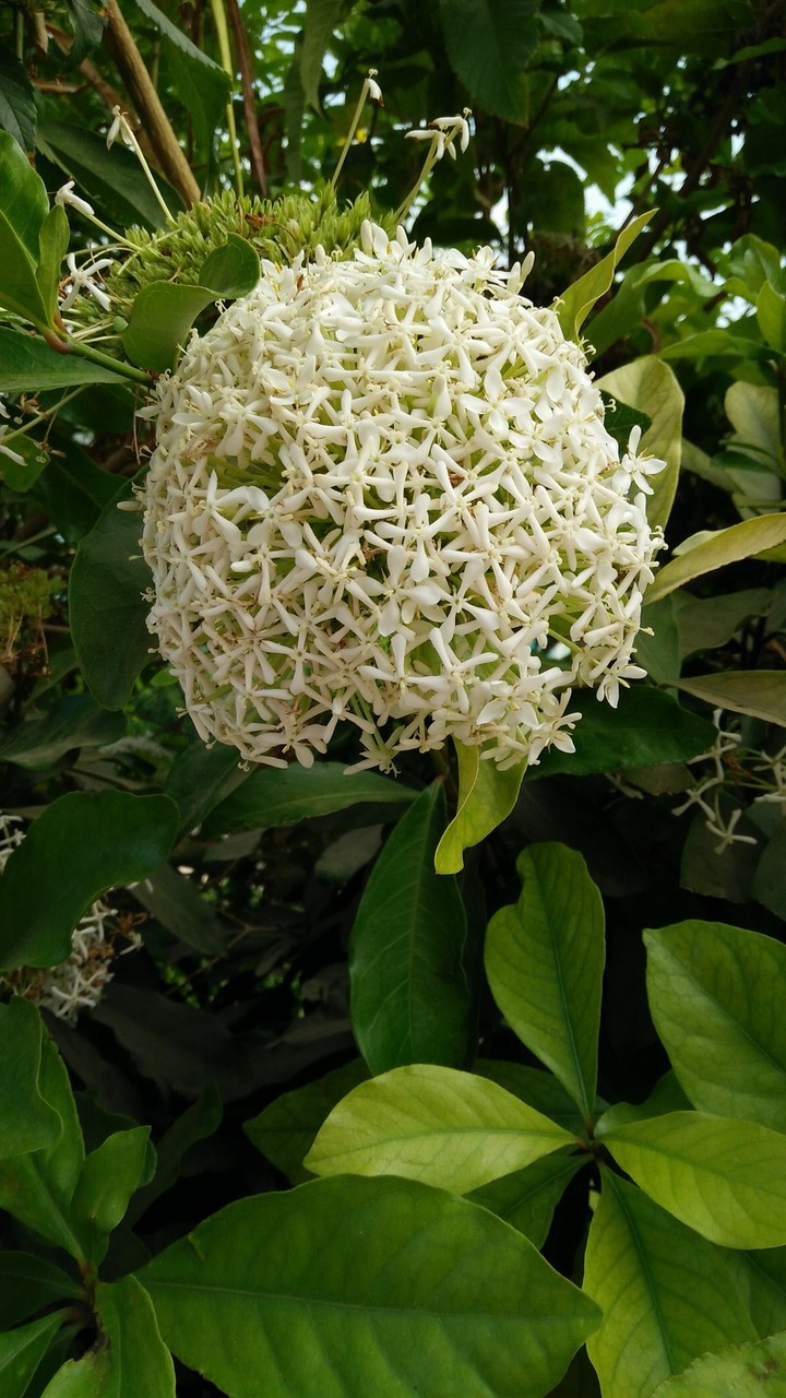 White Flower