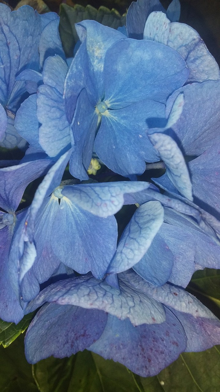 hortensia azul