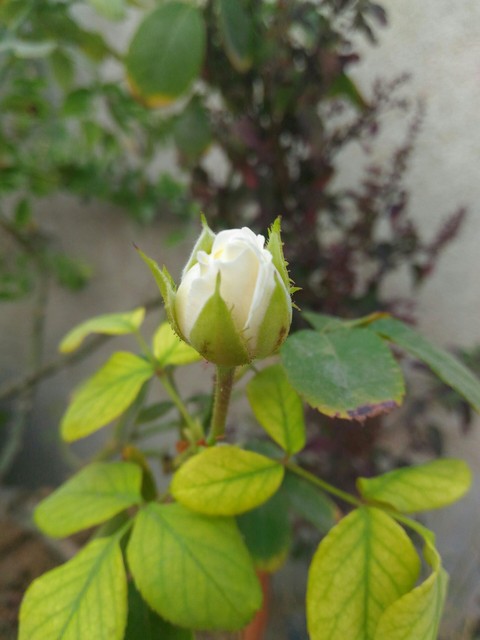 roseee