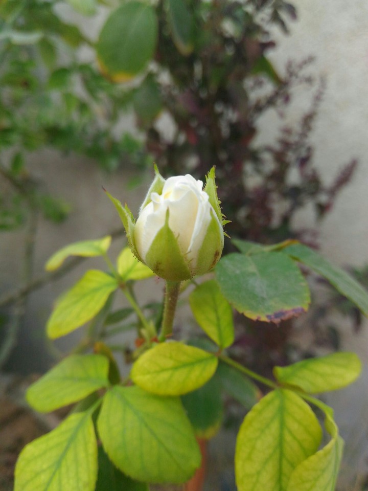 roseee