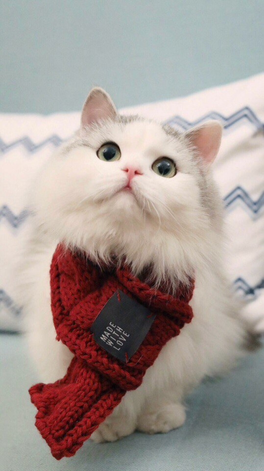 Cat in scarf
