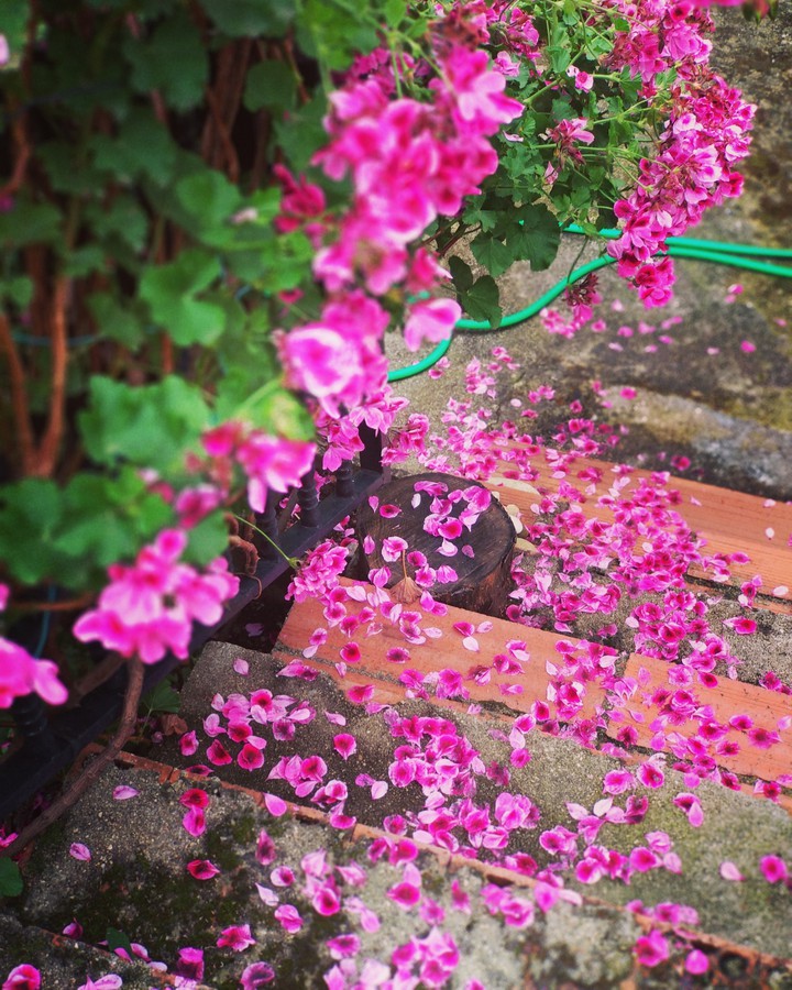 lluvia de petalos