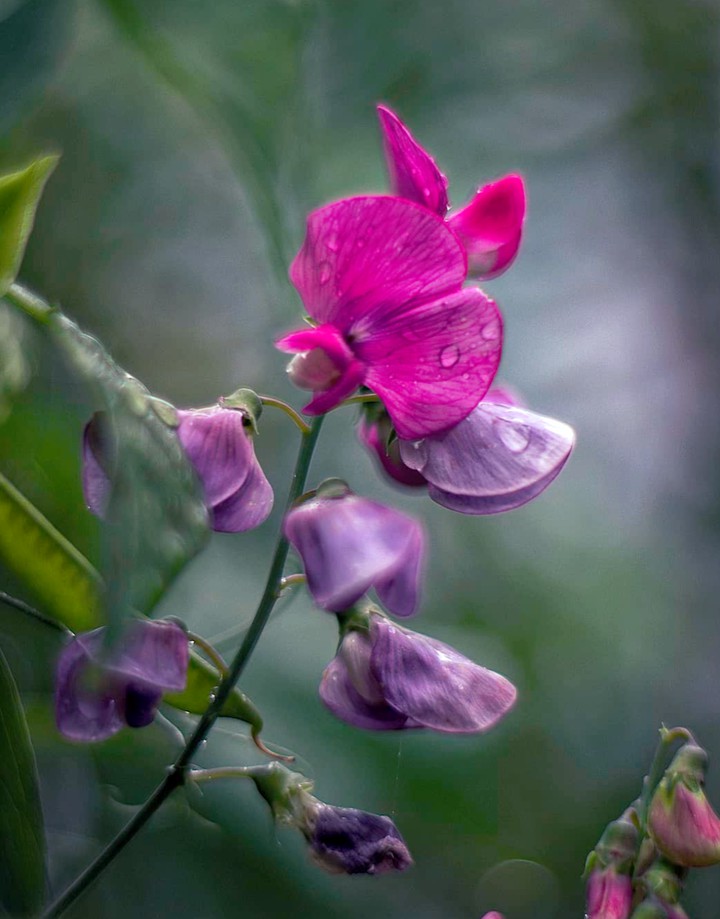 After Rain
