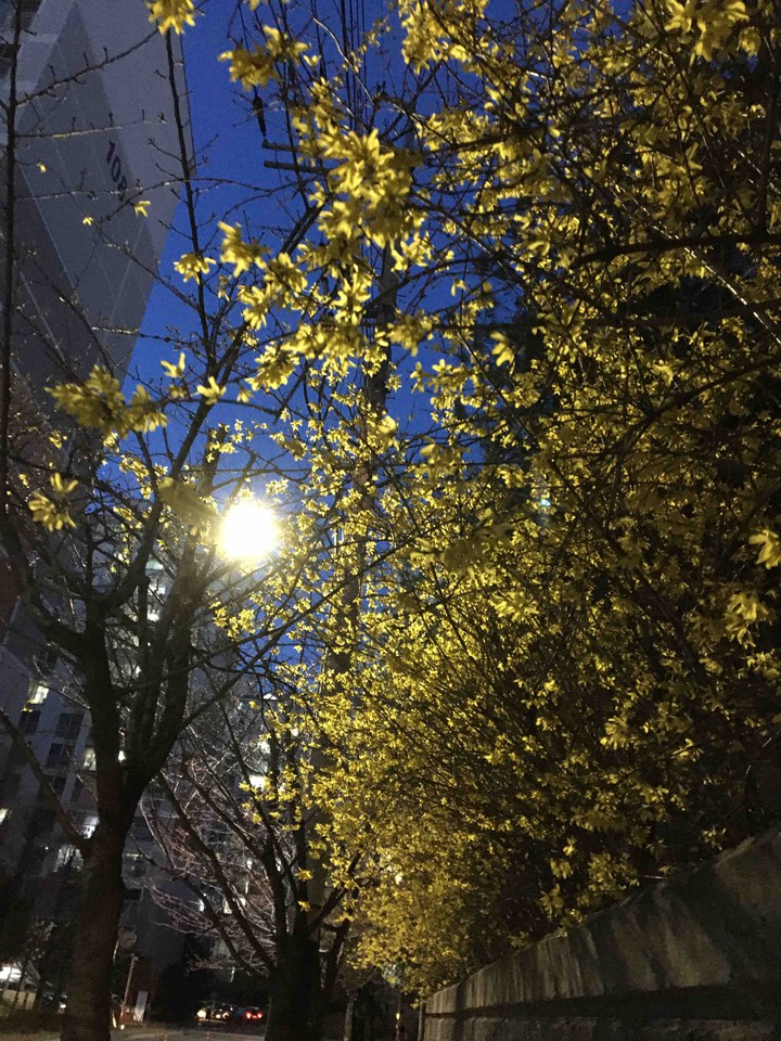 봄밤