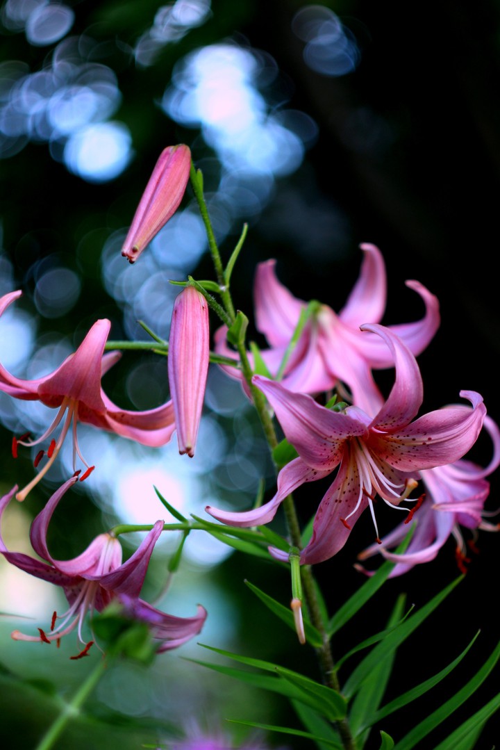 Beautiful pink lilies