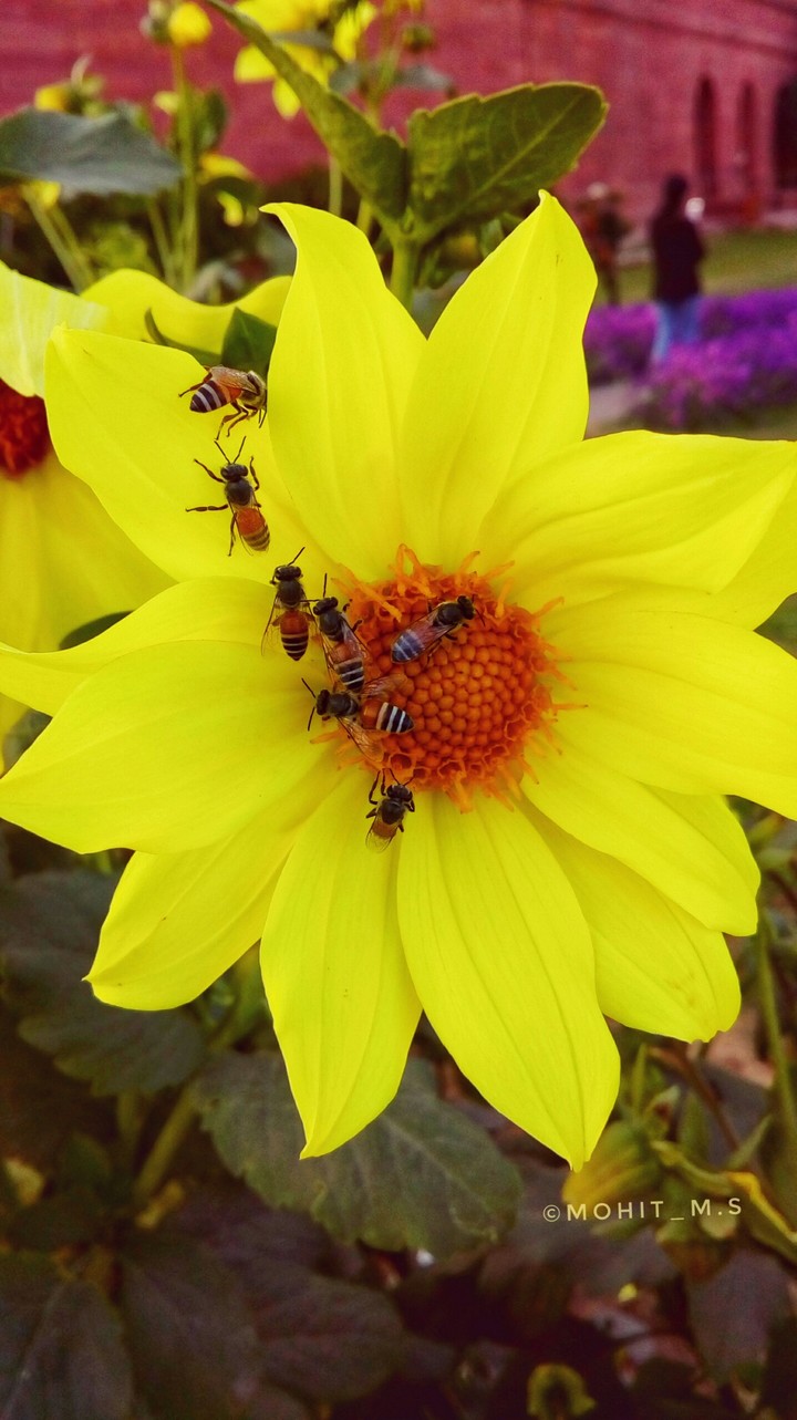 bees on flower