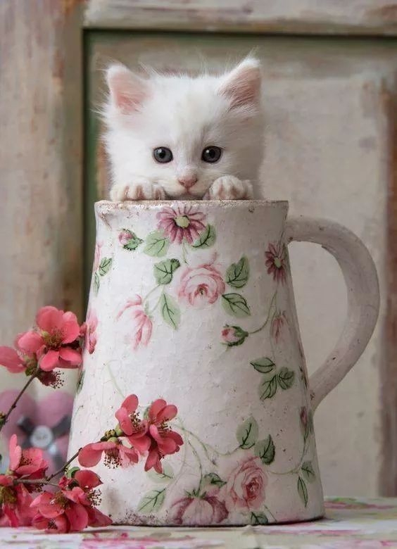 kitty